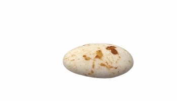 Suikerboon Leembruin Marmer 1 kg