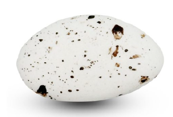 Suikerboon Hazelnoot Marbre 55% Cacao 1 kg